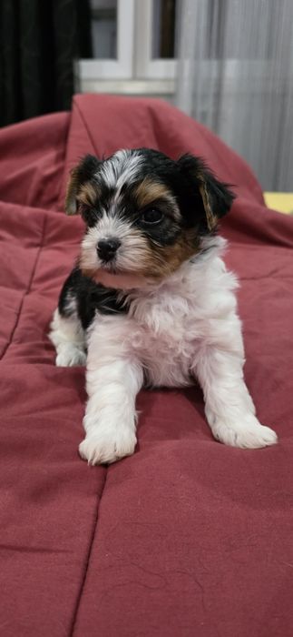 Biewer Terrier macho