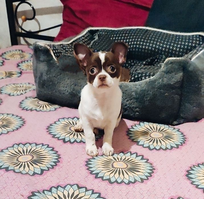 Очень красивая, стандарт