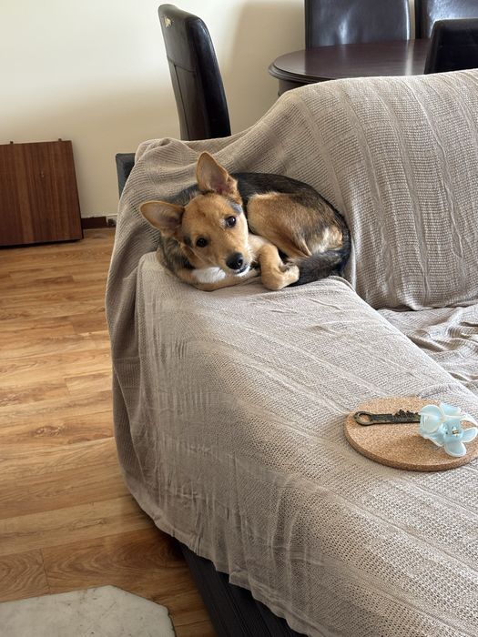 Cao de pequeno porte para adopçao - 9kg