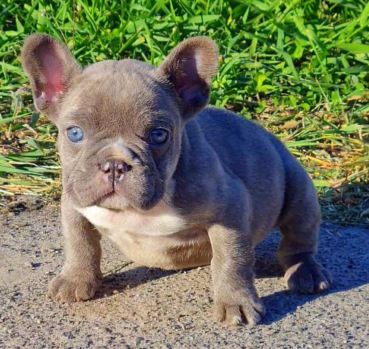 Голубоглазая красотка! Щенок французского бульдога!