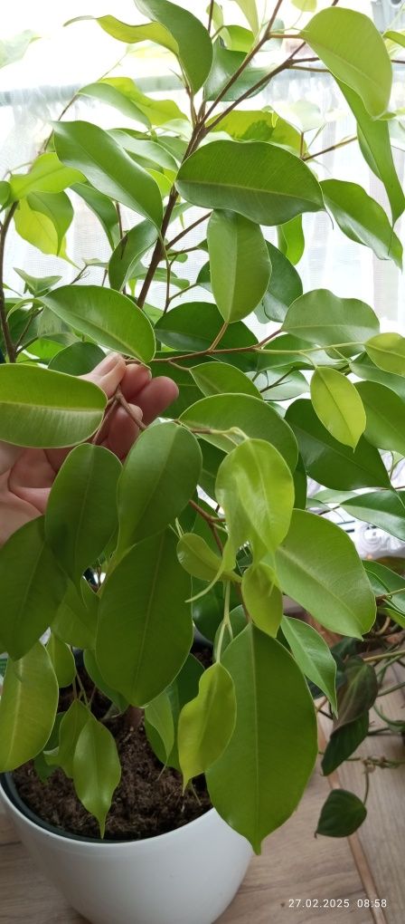 Ficus Benjamina Esther