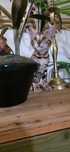 Gatos Bengal /Preto tabby spotted N24