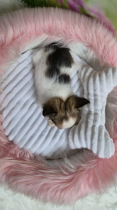 Mini xxs dziewczynka chihuahua długowłosa