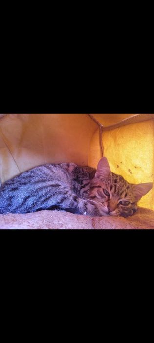 Oddam burego kocurka