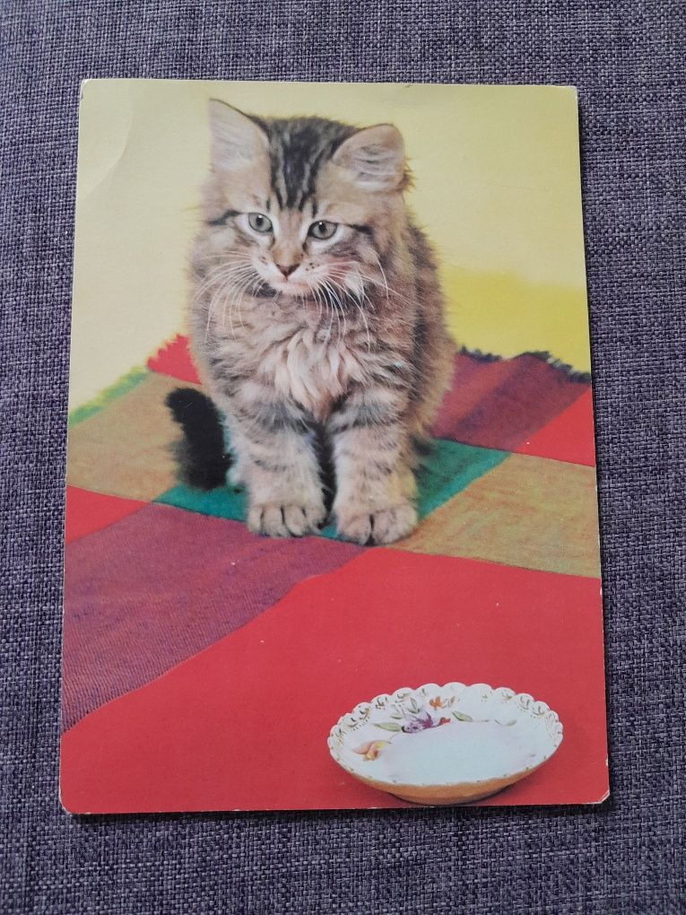 Pocztówka z kotkiem
