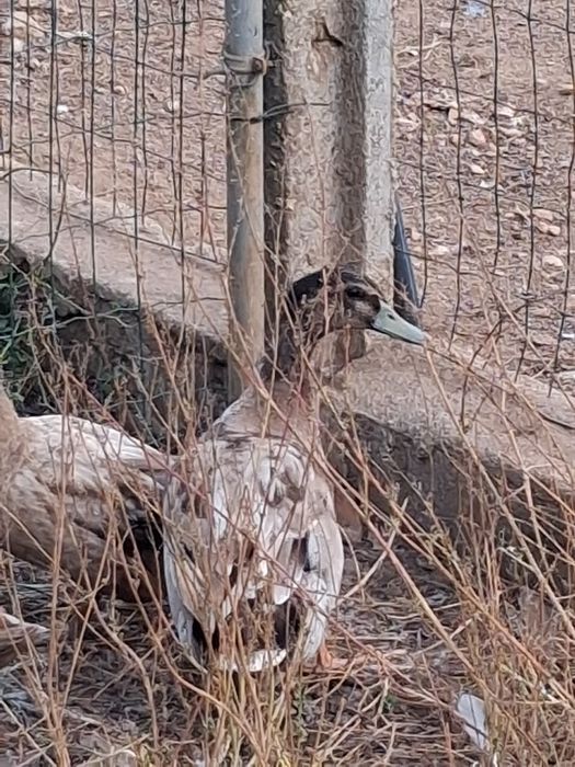 Vendo patos ruoan animais adultos