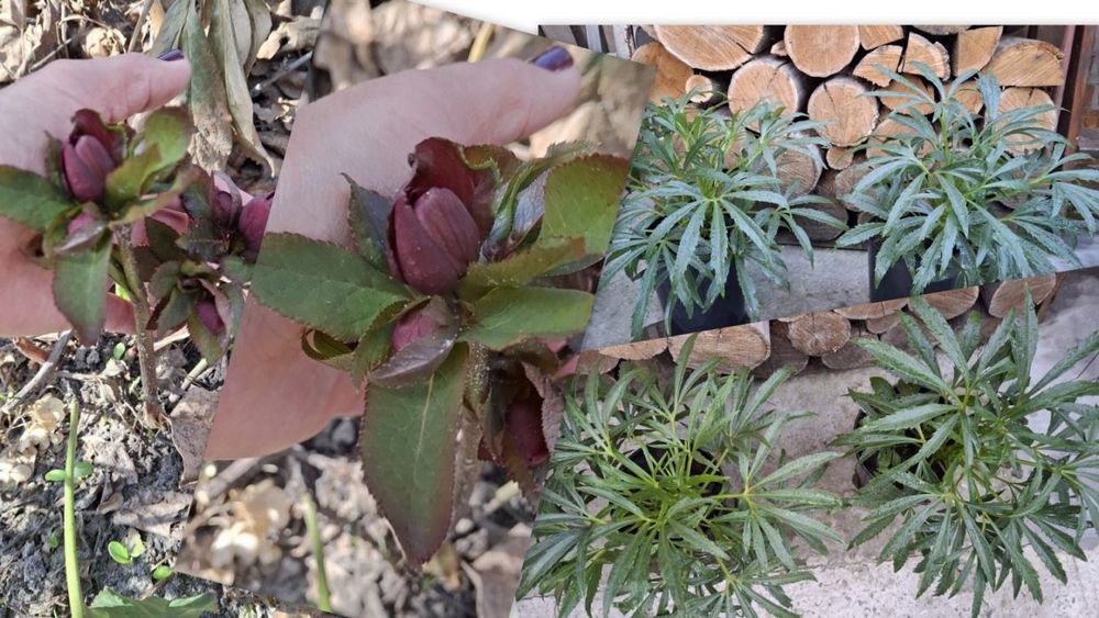 Чемерник, морозник,  2 річні саджанці, 3 л