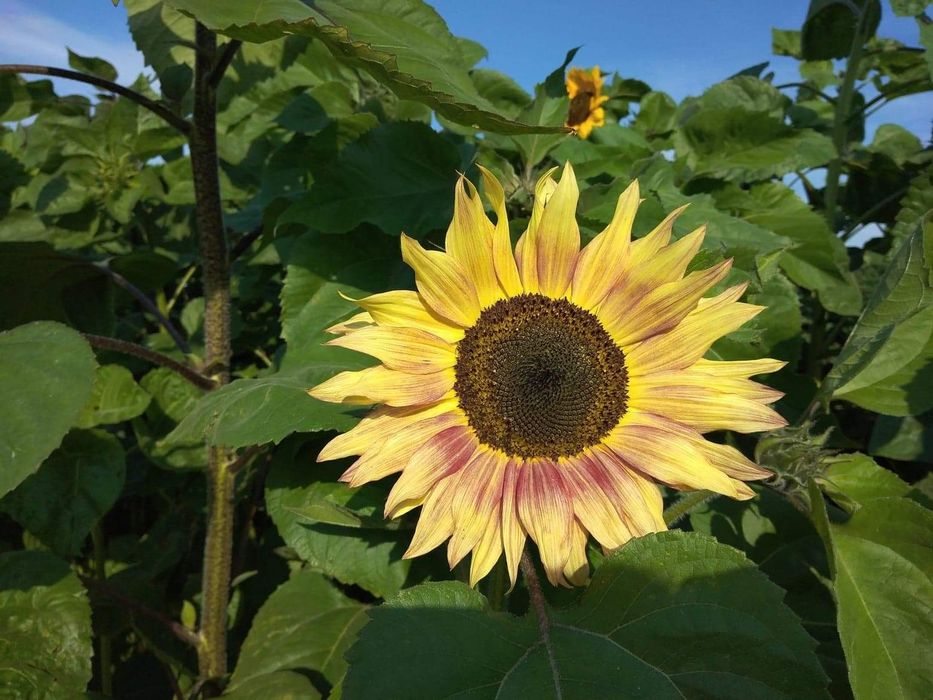 Ziarna słonecznika ozdobnego na kwiat cięty
