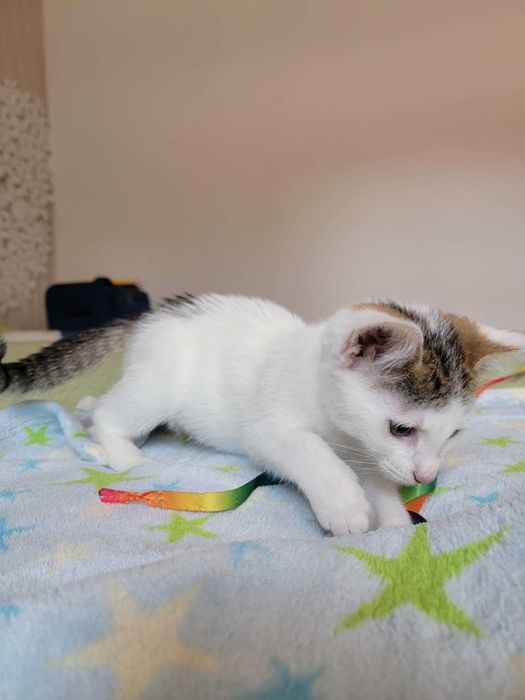 Kto pokocha Maję? Adoptuj!