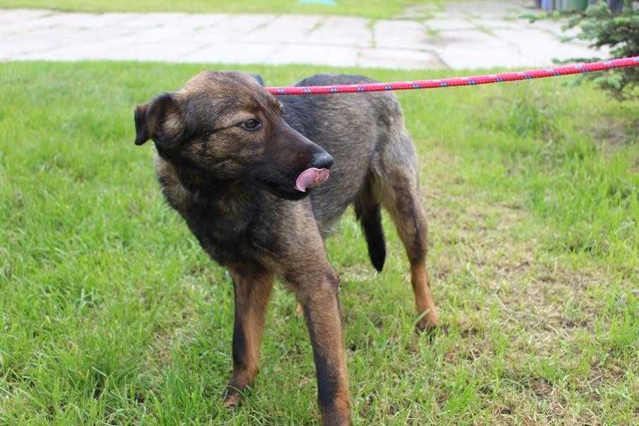 097141 Paweł do adopcji