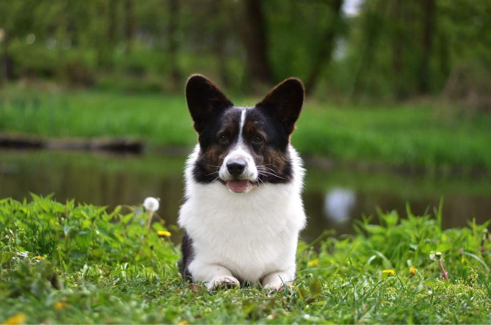Welsh corgi cardigan dorosly pies