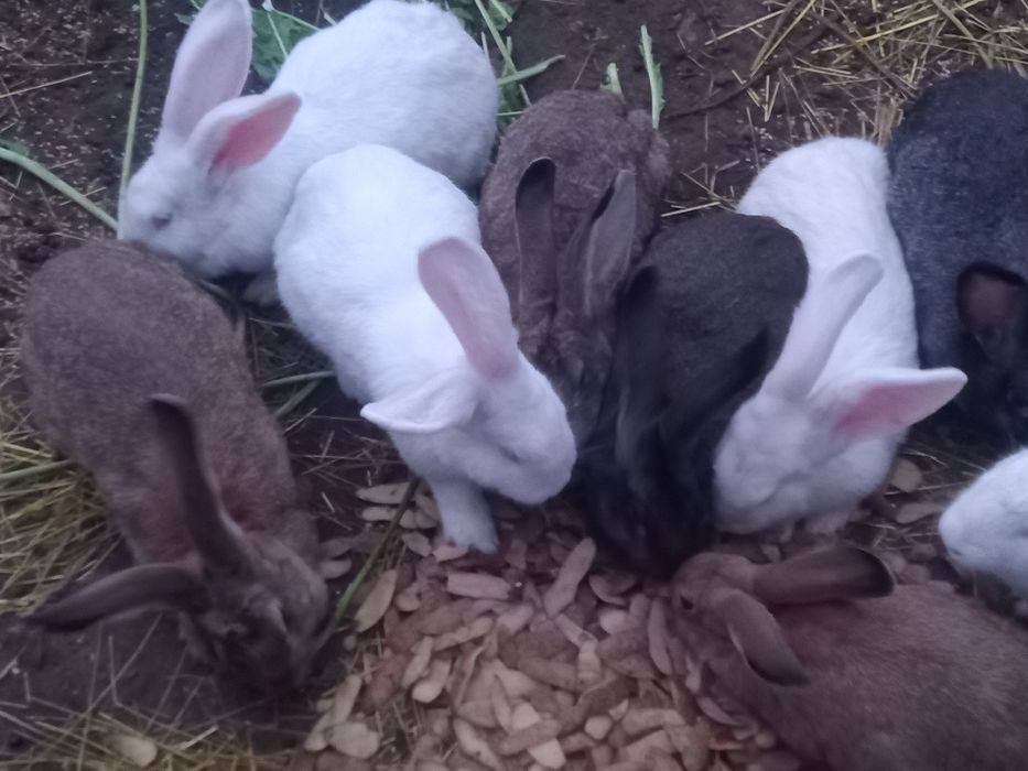 Sprzedam Króla samice ok.6 kg