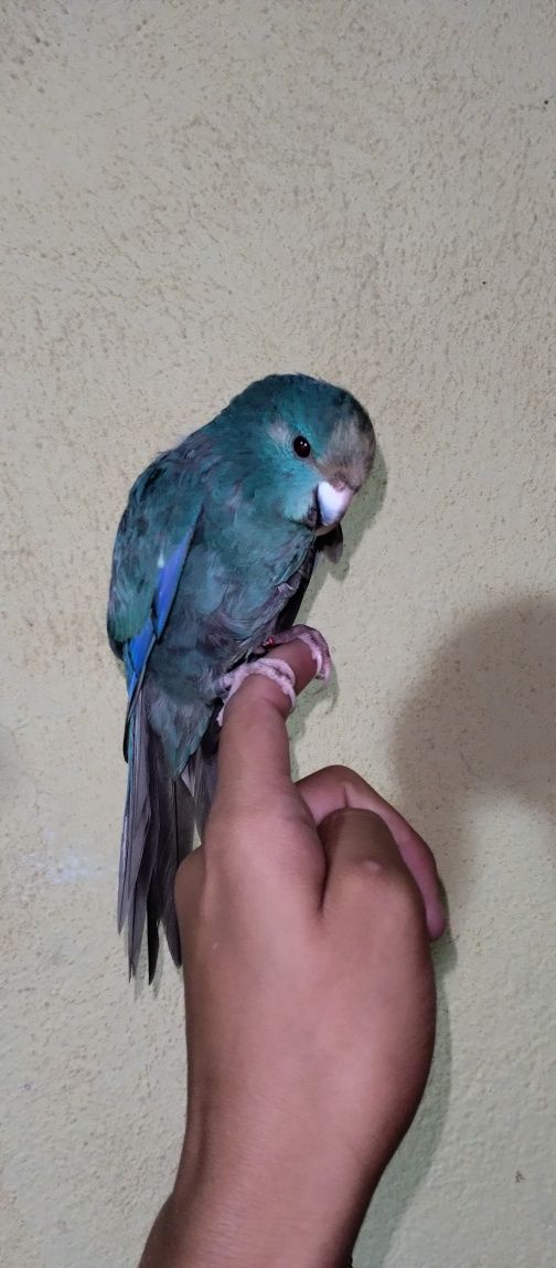 Domestico Aves de todos os tamanhos