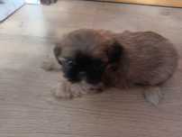 Sprzedam psa shih tzu tricolor
