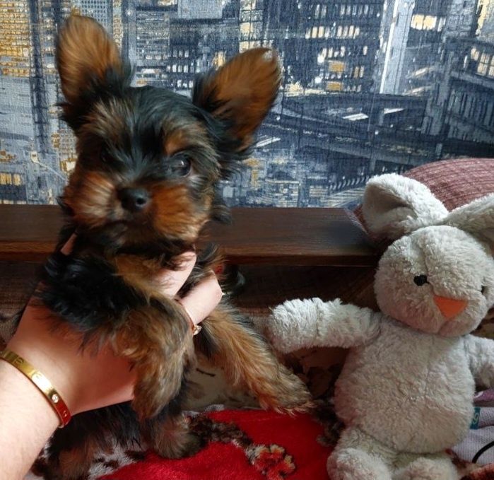 Йорки малюки  1 дівчинка і 4 хлопчики.