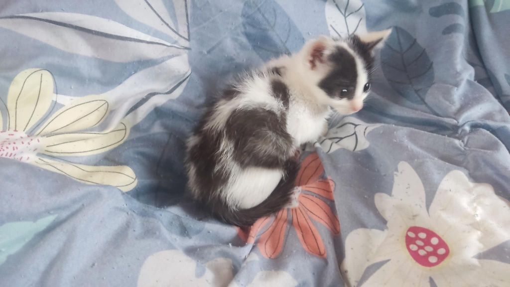 Trzy kocurki i jedna kotka do adopcji
