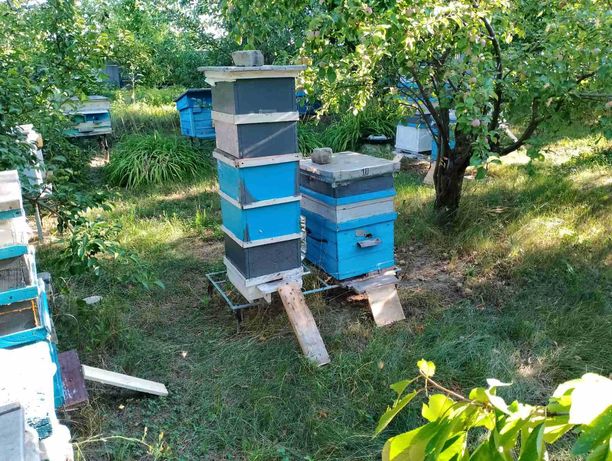Мед акацієвий, мед акация, весений мед, весняний мед 2022