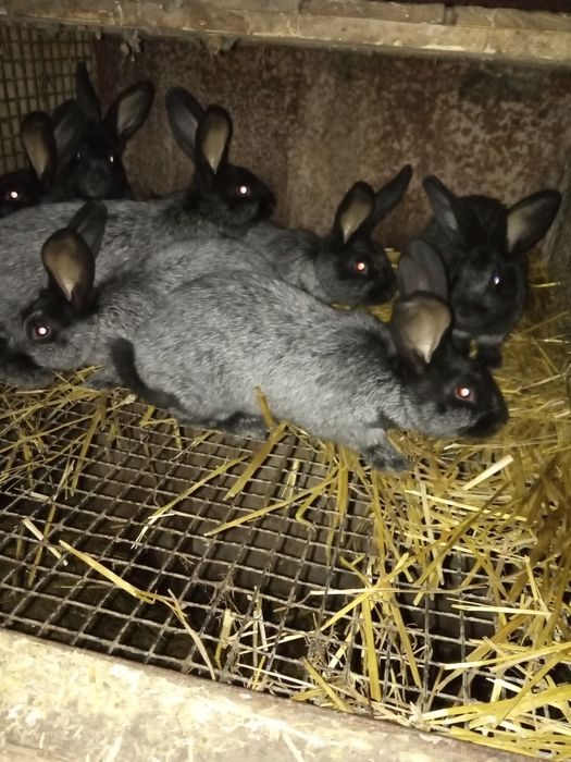 Молодняк полтавське срібло.