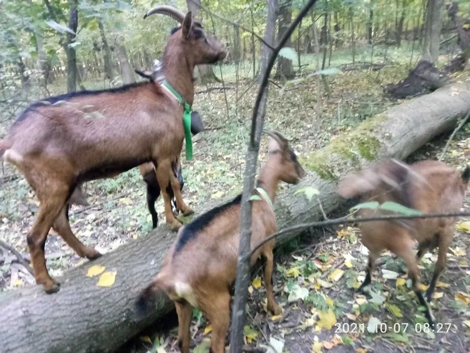 Продам козли різних порід чи міняю на зерно, солому, картоплю.