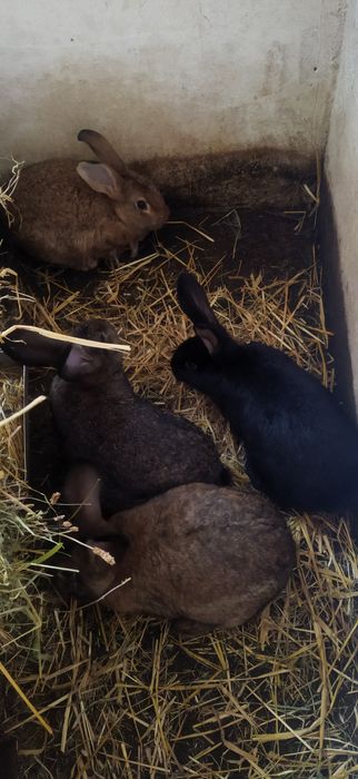 Królik  młode 4-5 kg