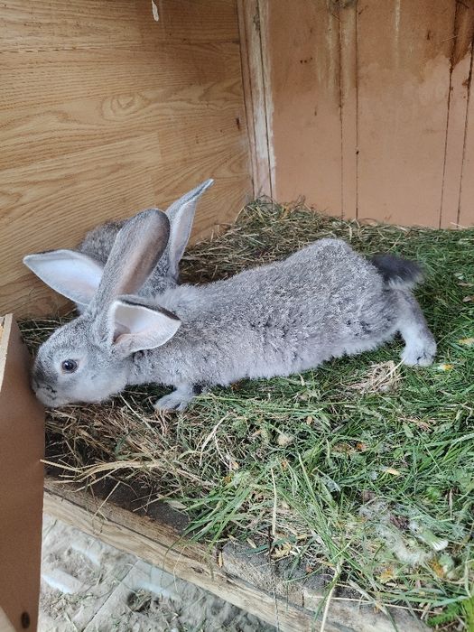 Króliki Belgi Olbrzymy