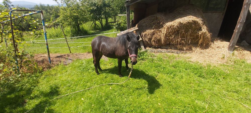 Konik kucyk ogierek 19 miesięcy