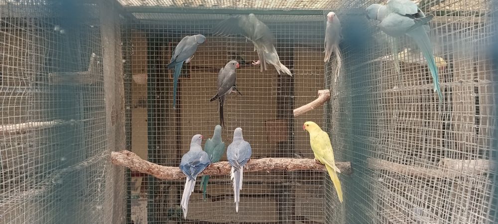 Ring neck  disponíveis