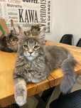 Maine Coon  niebieska kotka a25