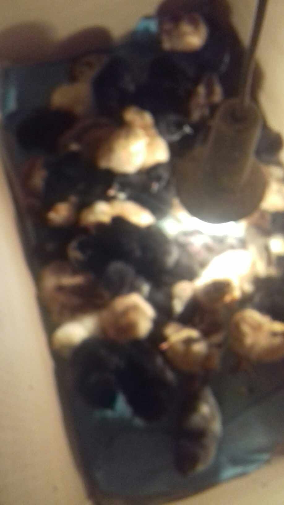 Sprzedam kurczaki klute z kolorowych jaj