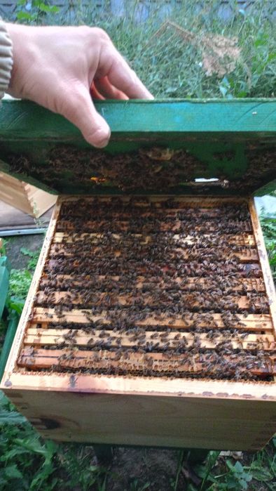 Miód od pszczelarza WIELOKWIATOWY pyszny i naturalny z wysyłką