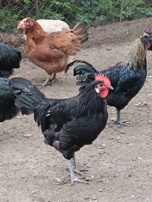 Sprzedam młodego  koguta