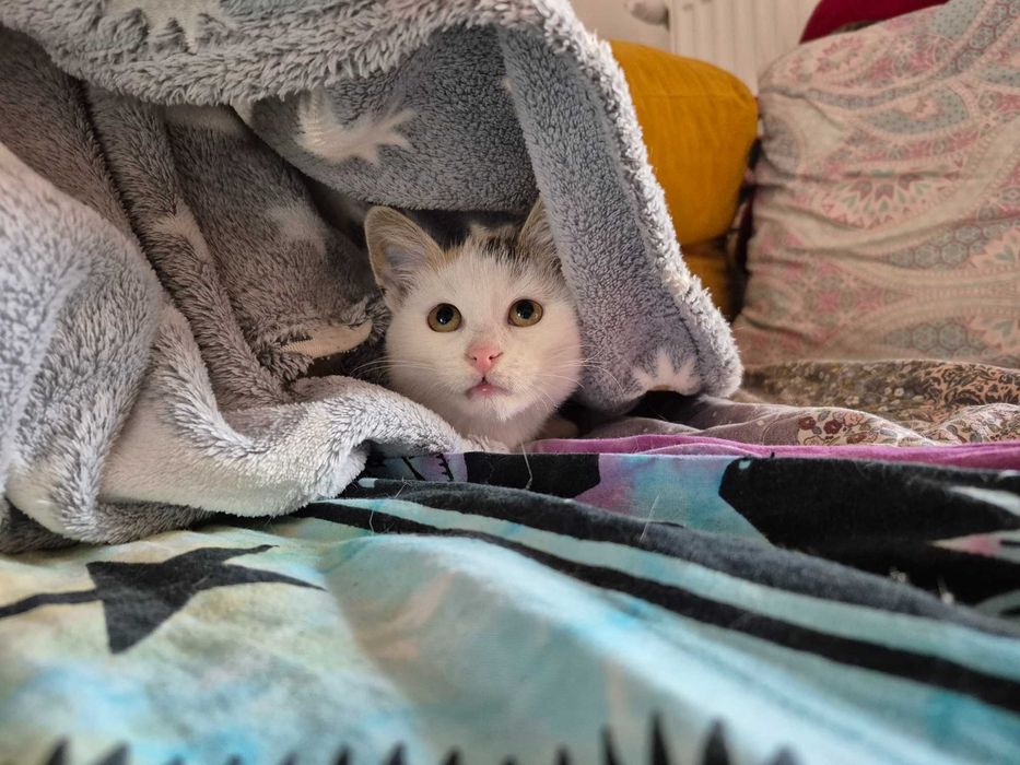 5 miesięczna trikolorka do adopcji