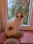 Dlugowłosa Katia szuka domu - kotka do adopcji