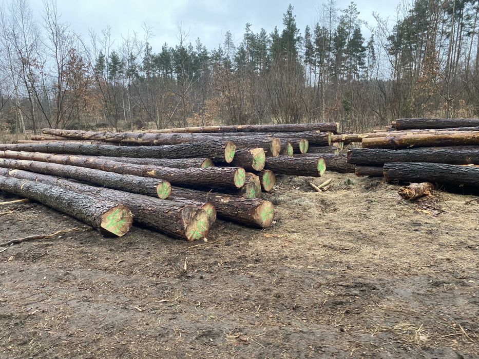 Brzoza, tartaczna - kłody, dłużyca, sosna papierówka