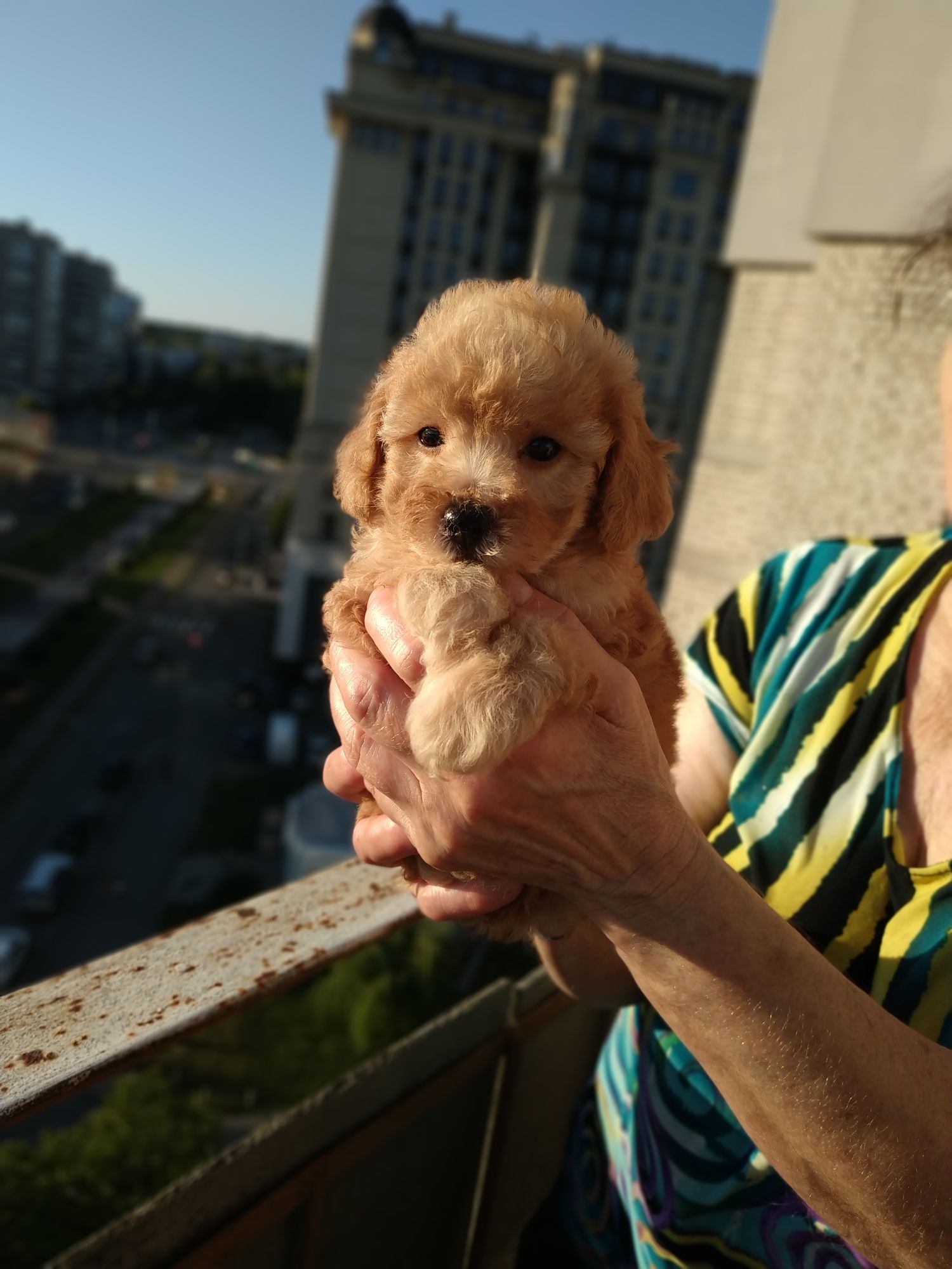 Мальтипу мальчик и девочка