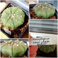 Кактус Astrophytum asterias cv. Star Shape nudum