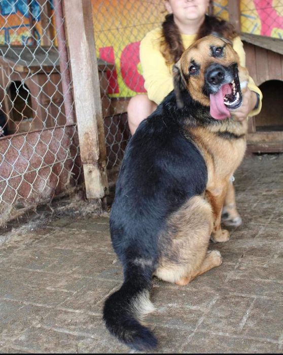 Rocky - do adopcji