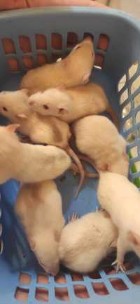 Крысята разноцветные