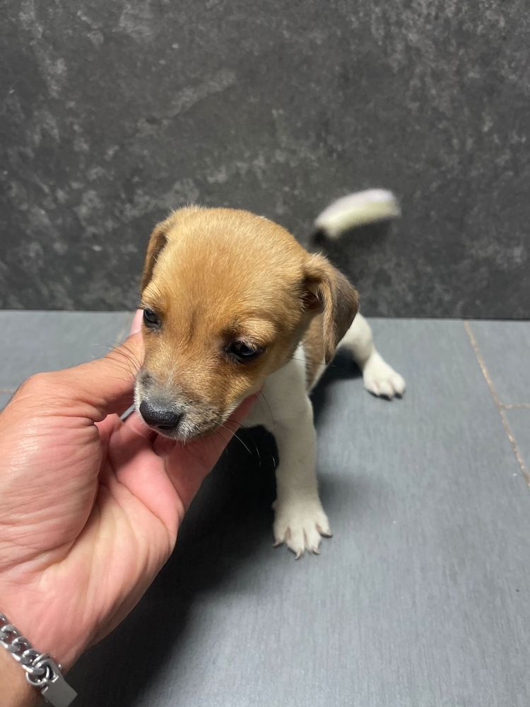 Jack Russel Terrier 2 meses