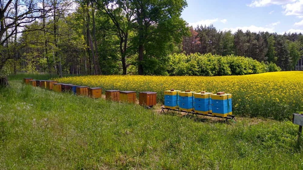 Miód rzepakowy z własnej pasieki- hurt