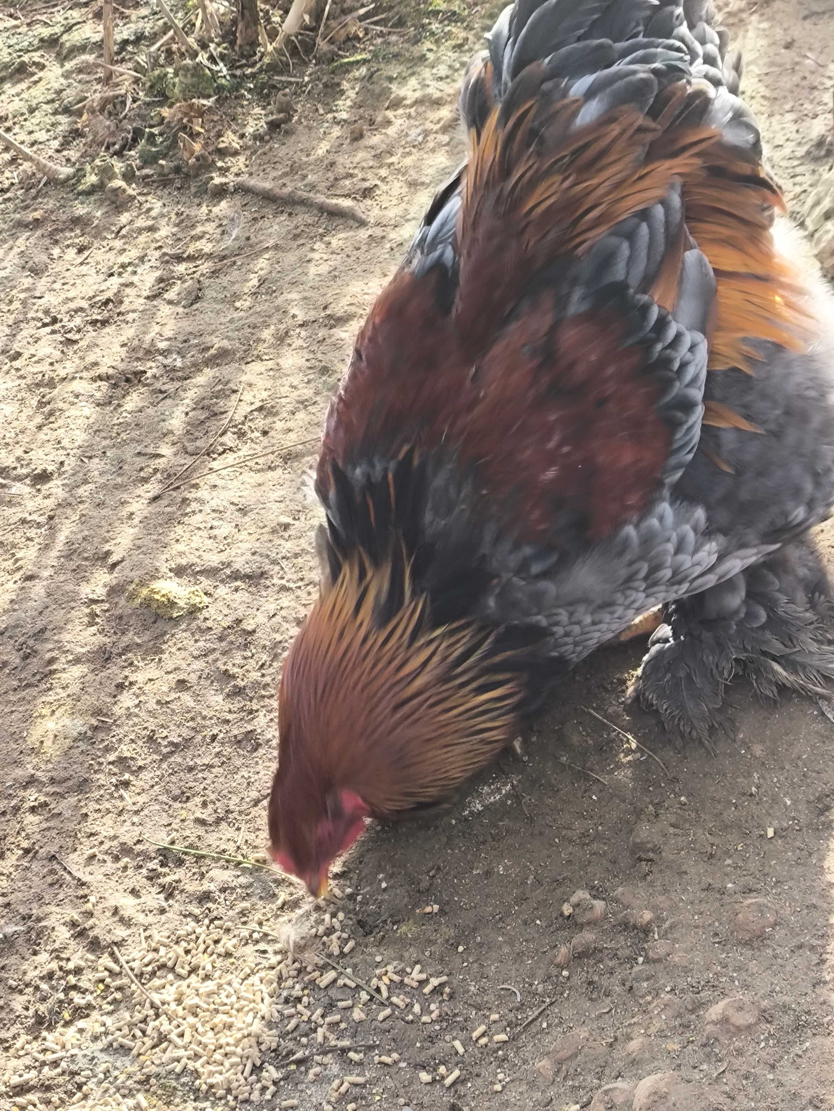 Lindos galos Brahma