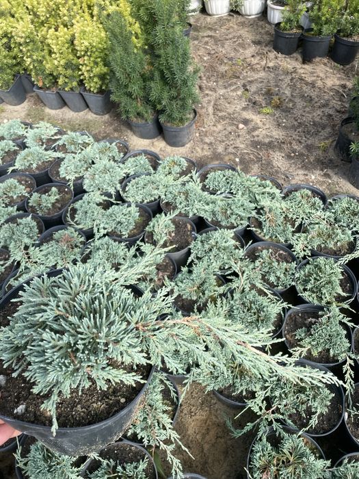 Sprzedam jałowiec płożący 9 zl