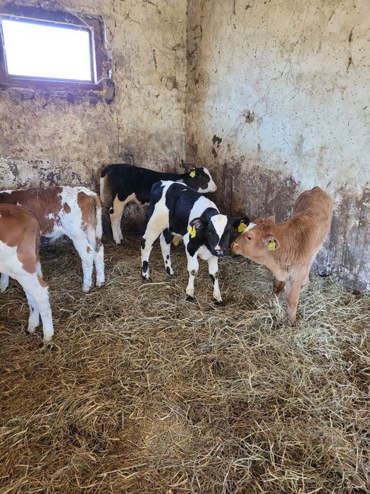 Byczki i Jałóweczki mięsne Polskie