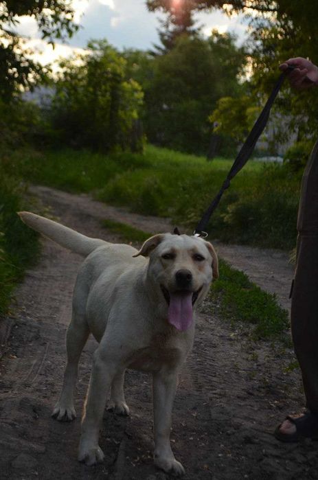 лабрадор дівчинка