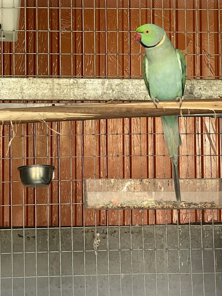 Casais  de Ring neck