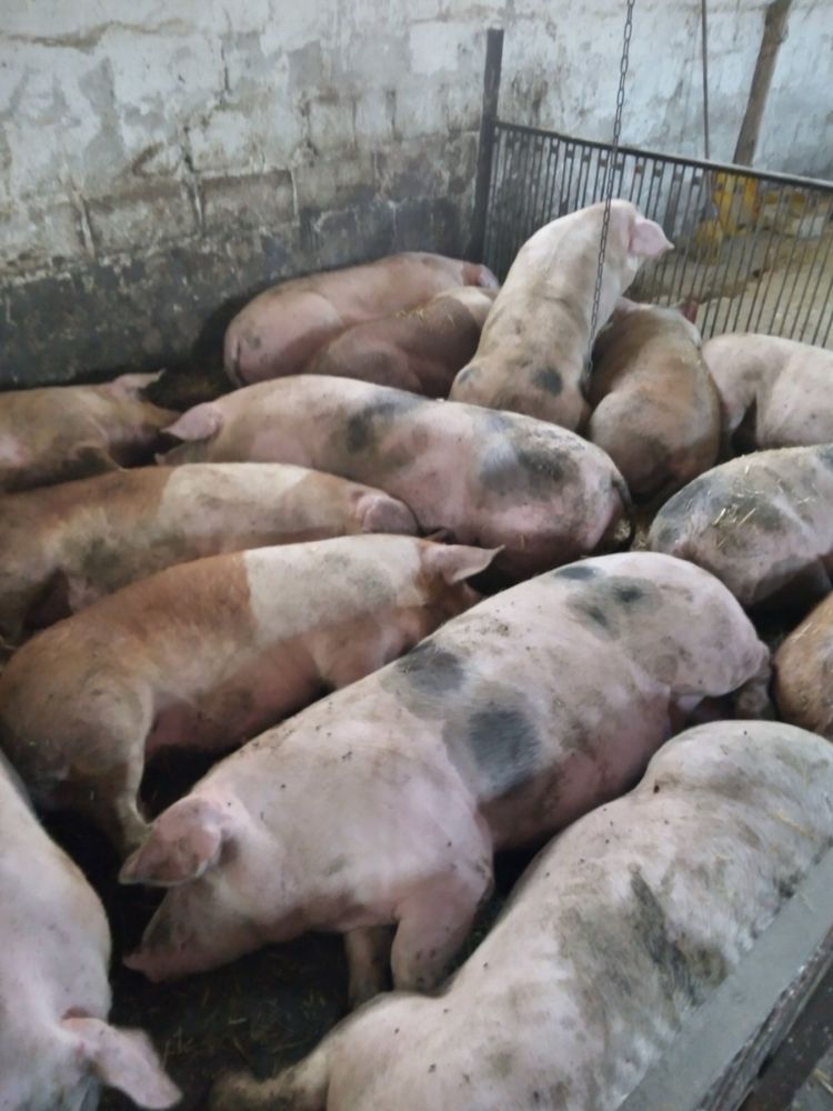 Продам свиней живым весом и полутушками