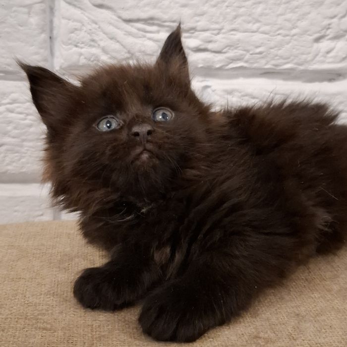 Czarny kocurek Maine Coon