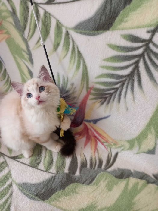 Śliczna kotka Ragdoll z rodowodem