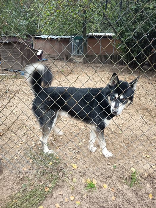 Husky 2 letni aktywny adopcja za darmo oddam