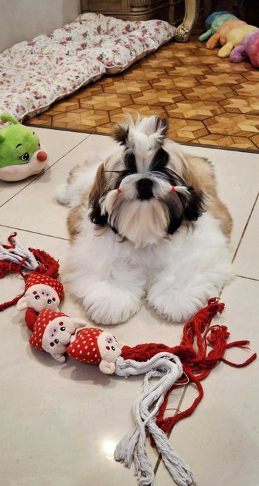 Śliczna złoto-biała suczka  ZKWP/FCI/ legalna hodowla